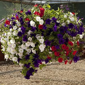 Set of 4 x 12″ Easy Fill Hanging Baskets